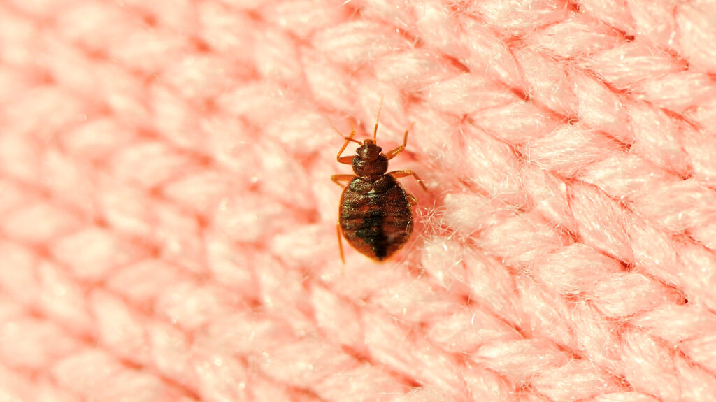 Kill Dust Mites Naturally