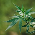cannabis