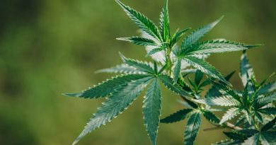 cannabis