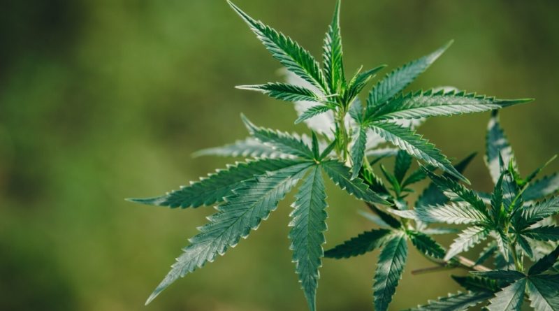 cannabis