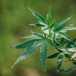 Cannabis