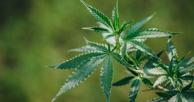 Cannabis