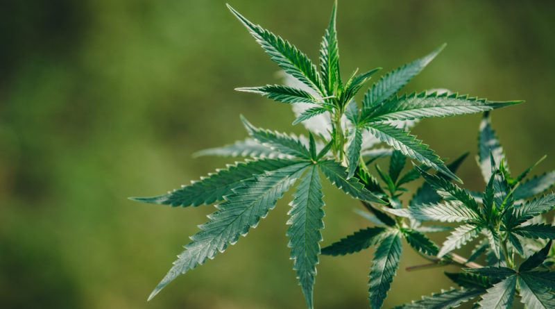 Cannabis